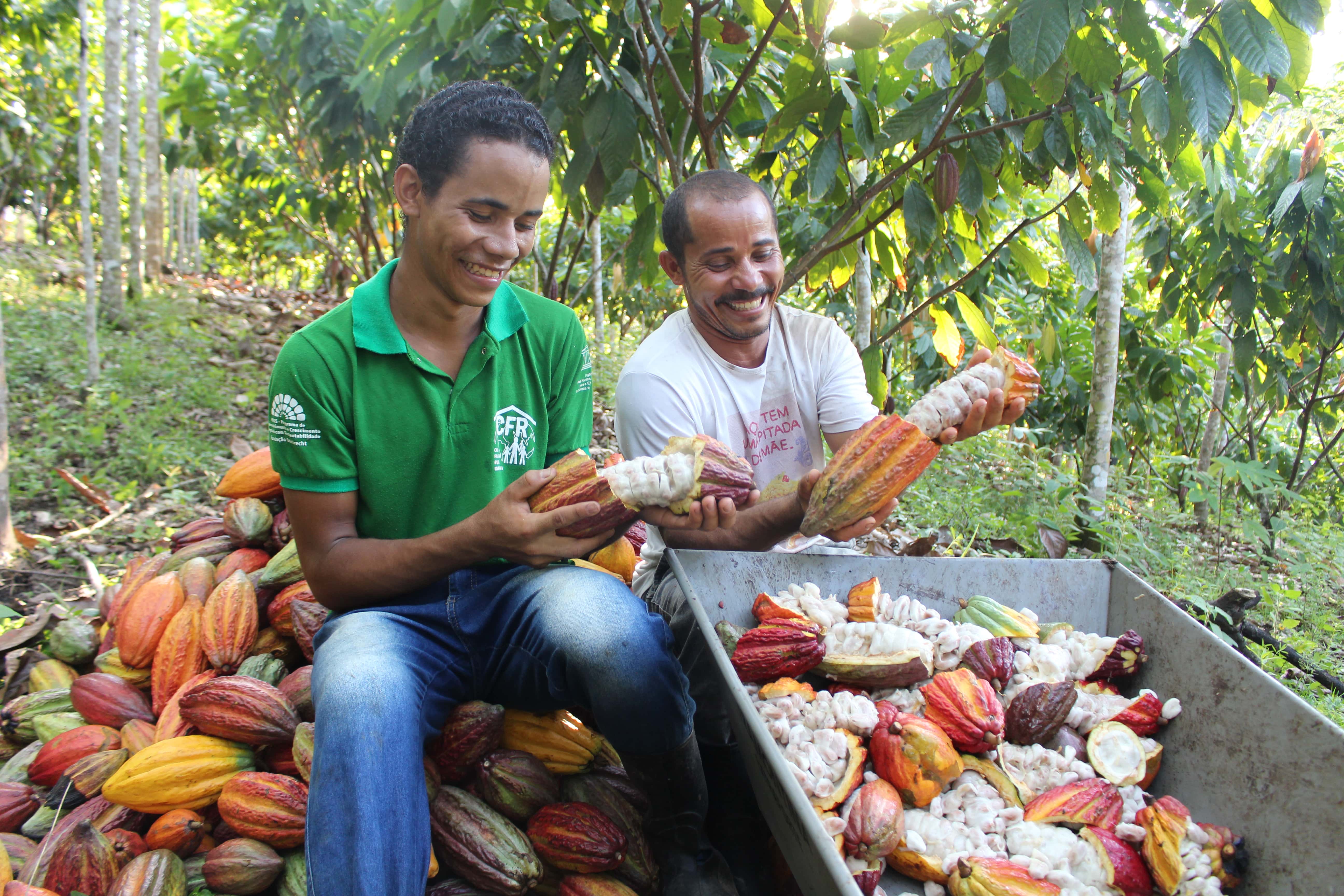 Cultivo de Cacau pela Família IMG_1686-min.JPG